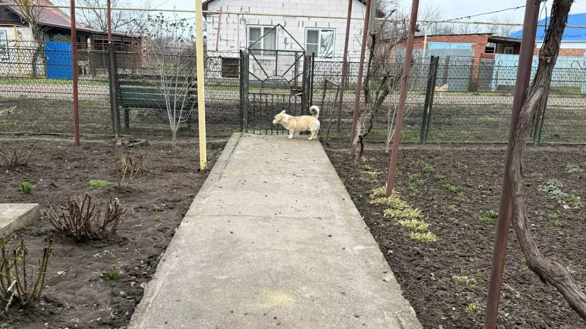 Выбрасываете это в компост? Зря — китайцы готовы платить бешеные деньги