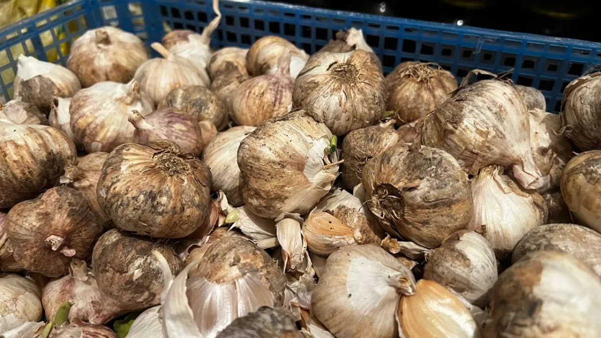 Всего 1 полив в марте — и чеснок вырастет размером с кулак: луковая муха обходит грядку за километр