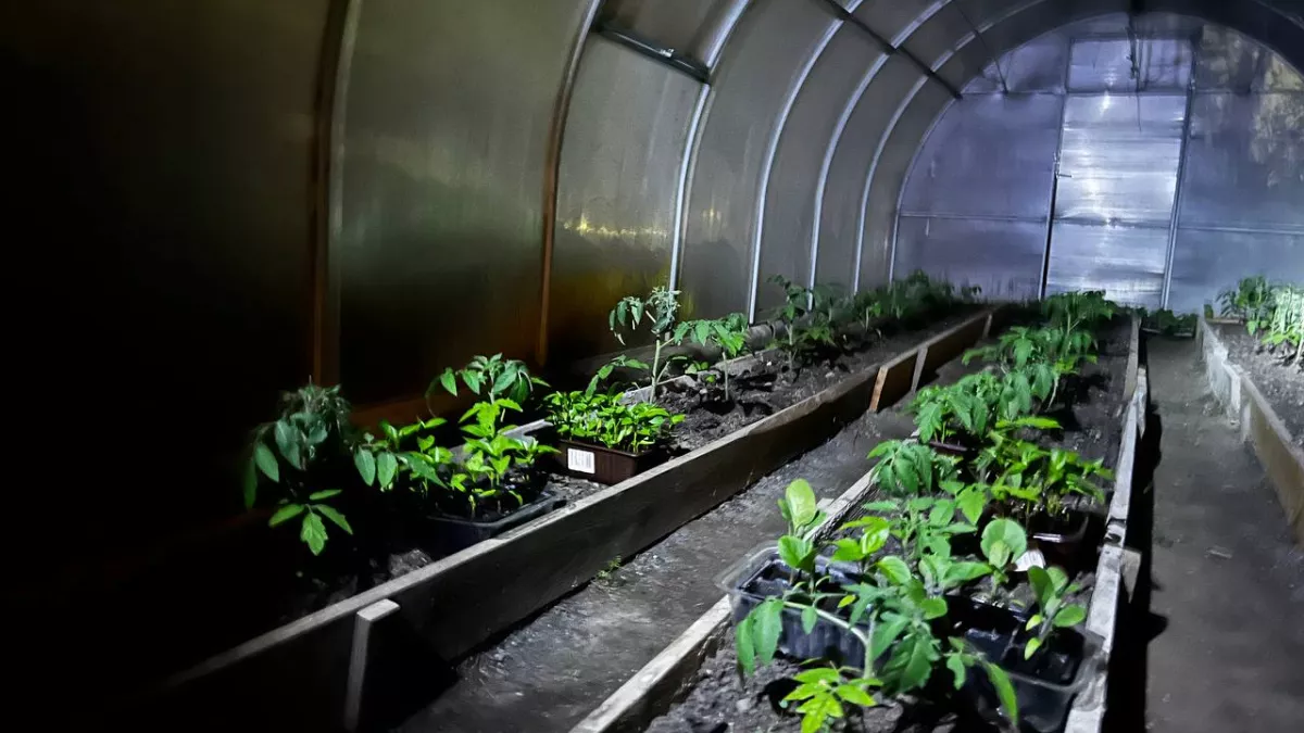 Вылейте химию в раковину: дед Егор нашел способ разбудить рассаду за 3 дня без вреда для кошелька и здоровья