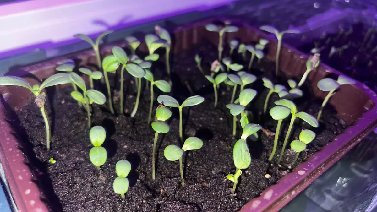 Вы всю жизнь пикировали томаты неправильно: эта простая ошибка лишала вас урожая