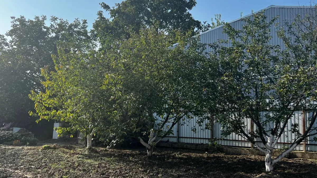 Вы всю жизнь белили деревья неправильно: эксперты назвали 3 случая, когда она реально спасает деревья, и 2 — когда бесполезна