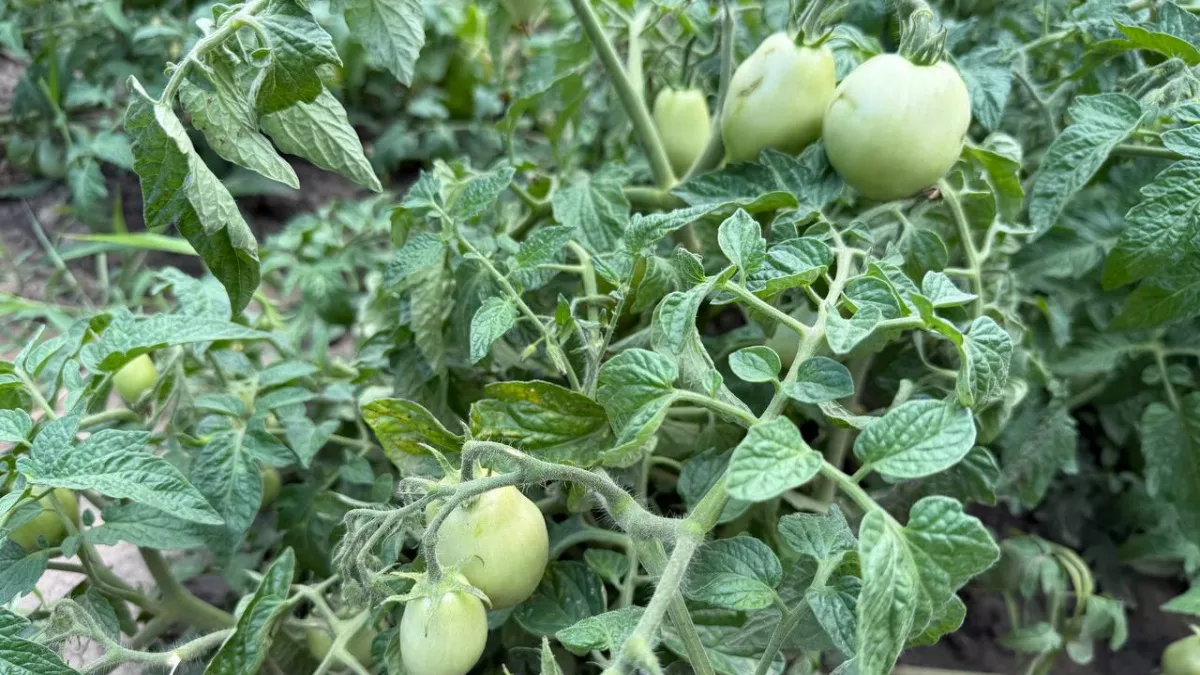 Никакой химии: 2 натуральные добавки превратят обычный магазинный грунт в питательный рай для рассады