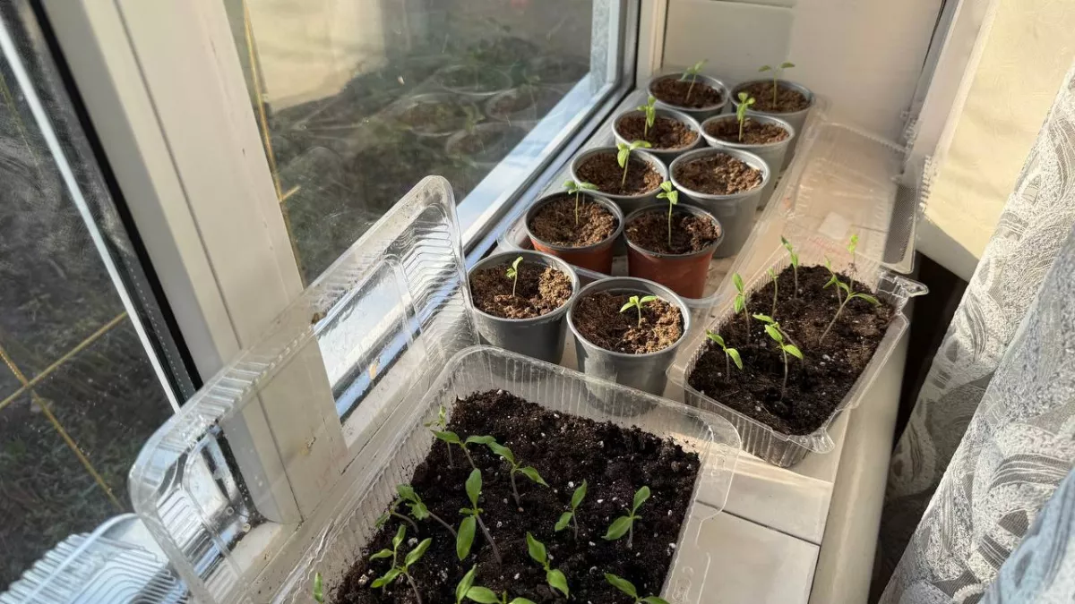 Рассада как спички? Добавьте это в грунт — стебли станут в палец толщиной, а корни как у дуба