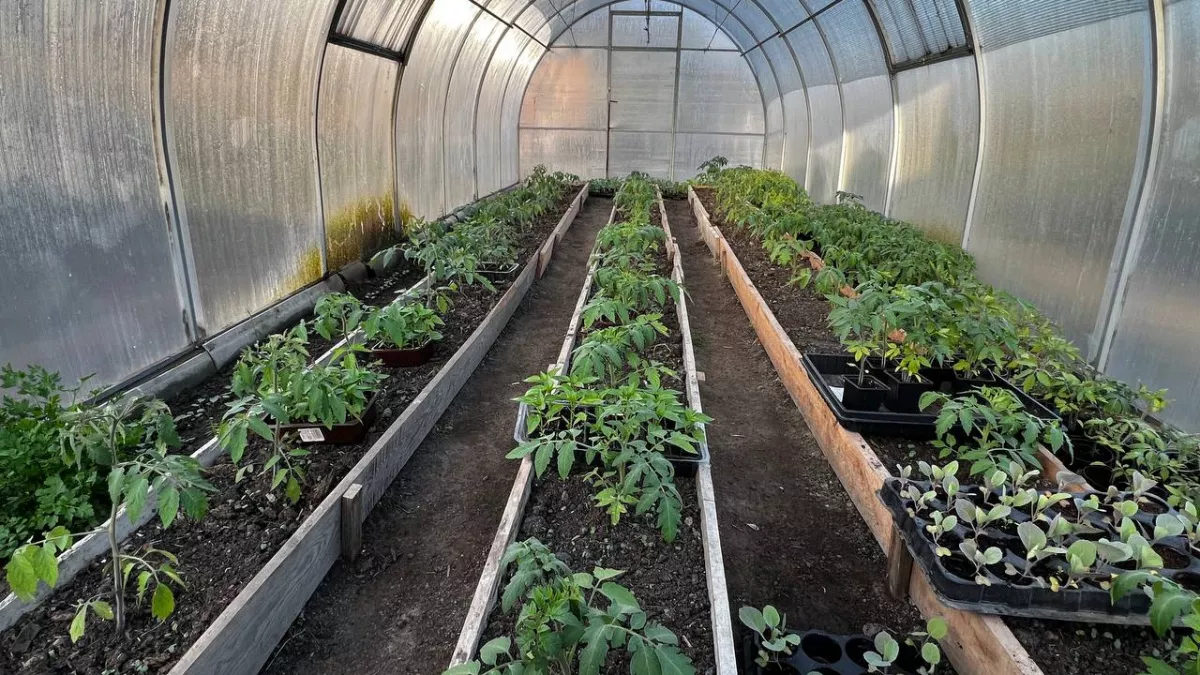 Подмешиваю в грунт при пикировке 3 копеечные добавки: стебли жирнючие, корни мощные 