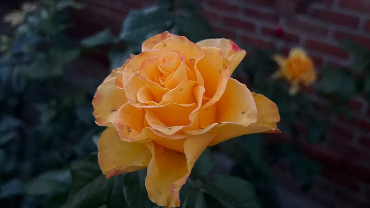 Бабкин метод взорвал мой розарий: сыплю это под корень — цветут как ненормальные, соседи в шоке