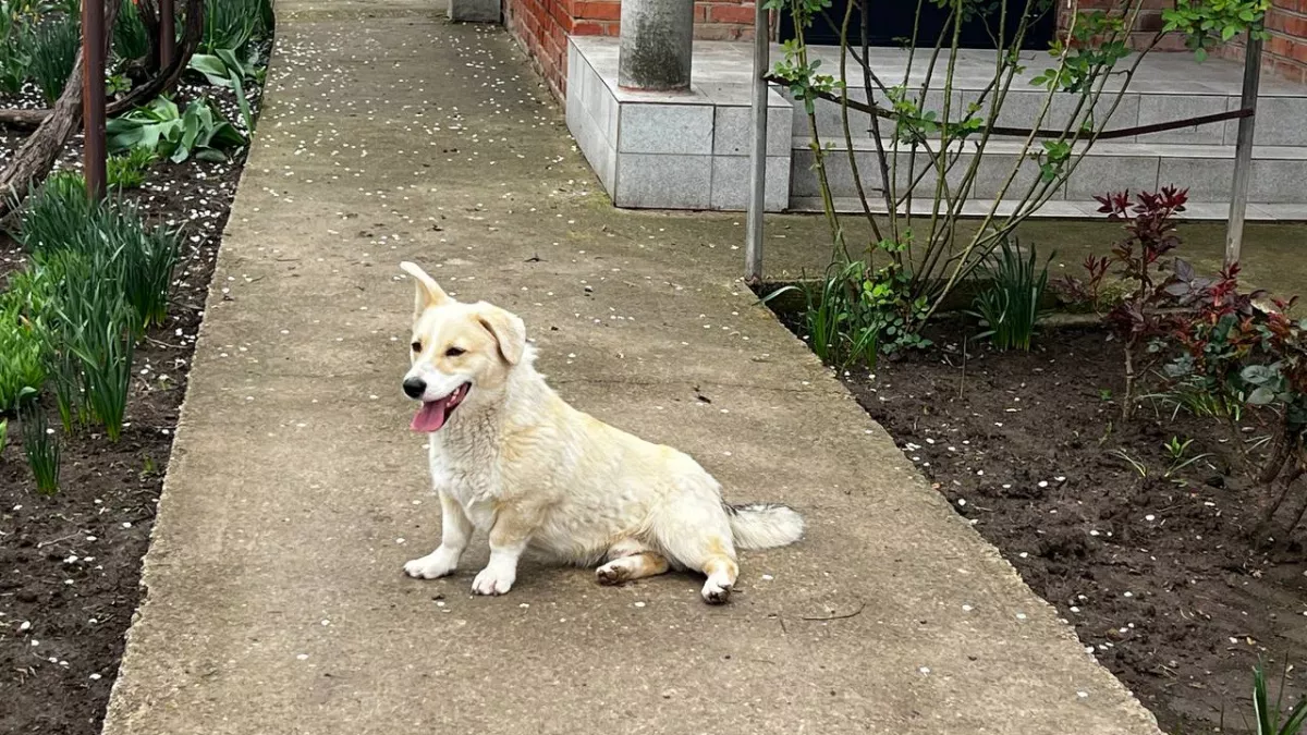 «Они чувствуют нашу боль»: 10 собак, которые станут вам ближе любого психолога