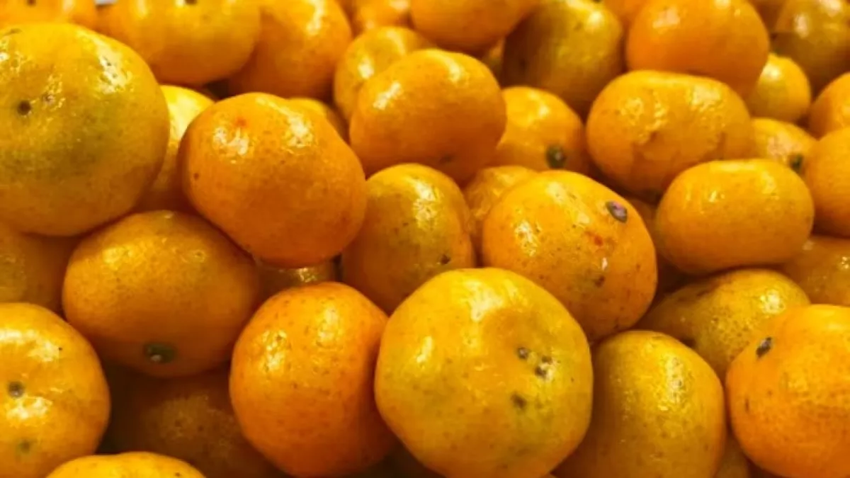 В Новороссийске задержали 70 тонн египетских мандаринов из-за личинок плодовой мухи