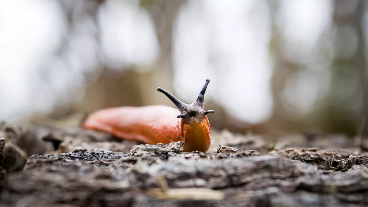 Нашествие испанских слизней добралось до России: важная инструкция, как спасти урожай