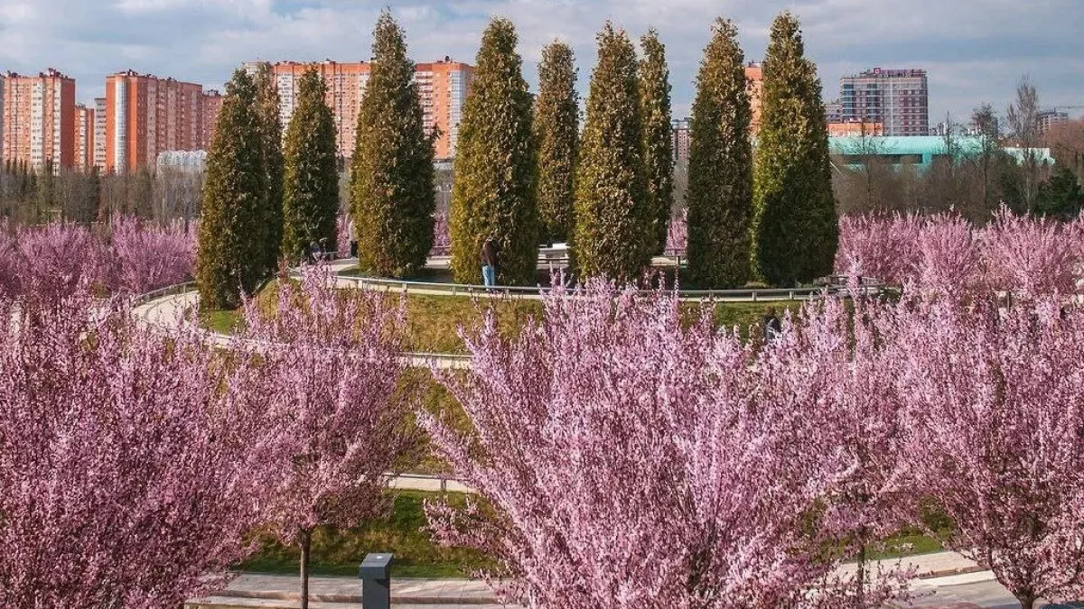 Сакура, шалфей и глициния: календарь цветения в парке Галицкого на весну 