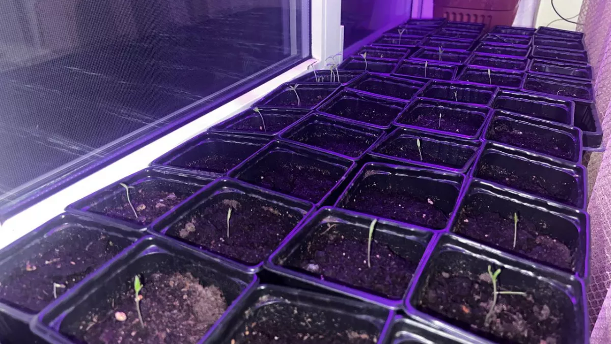 Дешёвый способ для рассады томатов и перцев работает лучше пикировки  