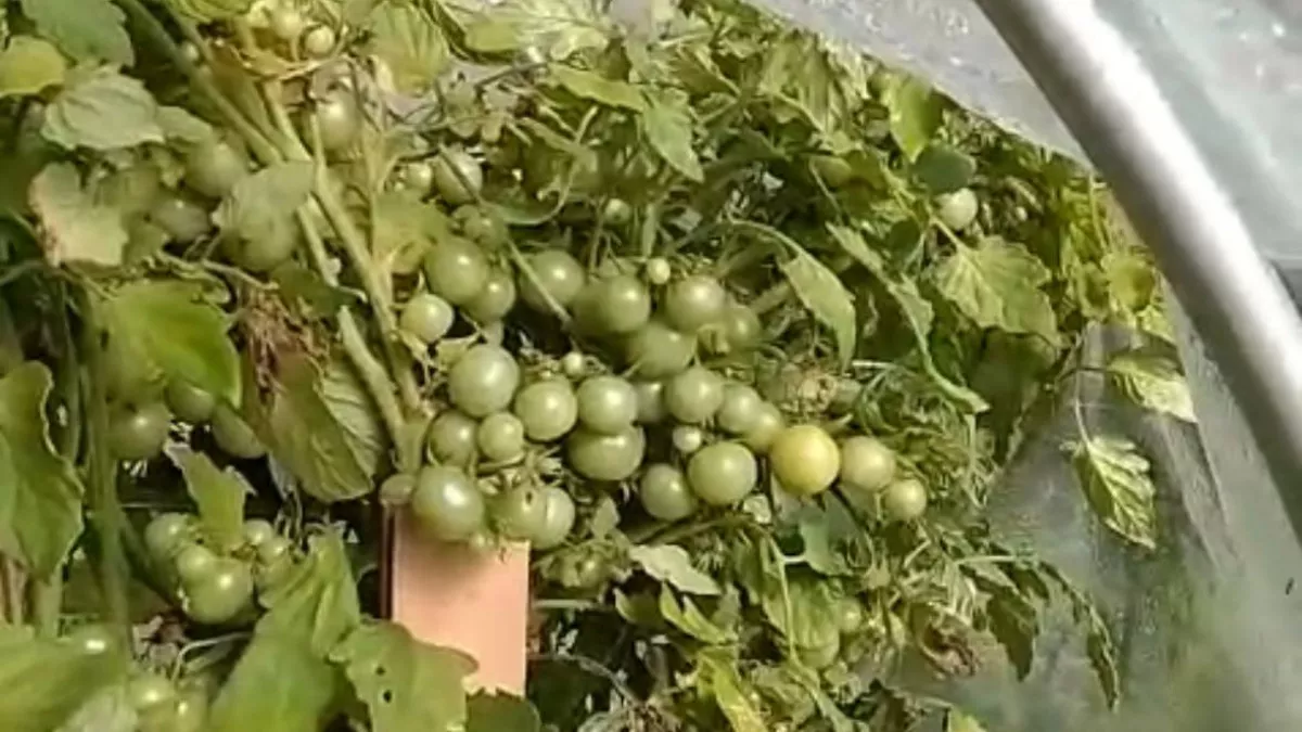 Помидорный дождь: эти 5 сортов выдают урожай, который некуда девать