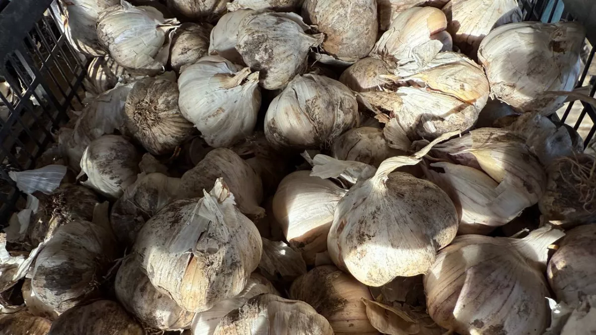 Поливаю чеснок этой смесью в марте — и вредители дохнут, головки как кулак