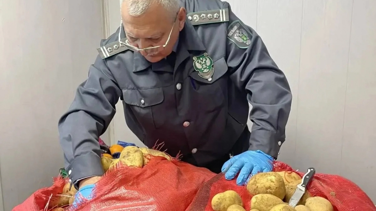 В новороссийском порту задержали 27 тонн египетской картошки с опасным вредителем 