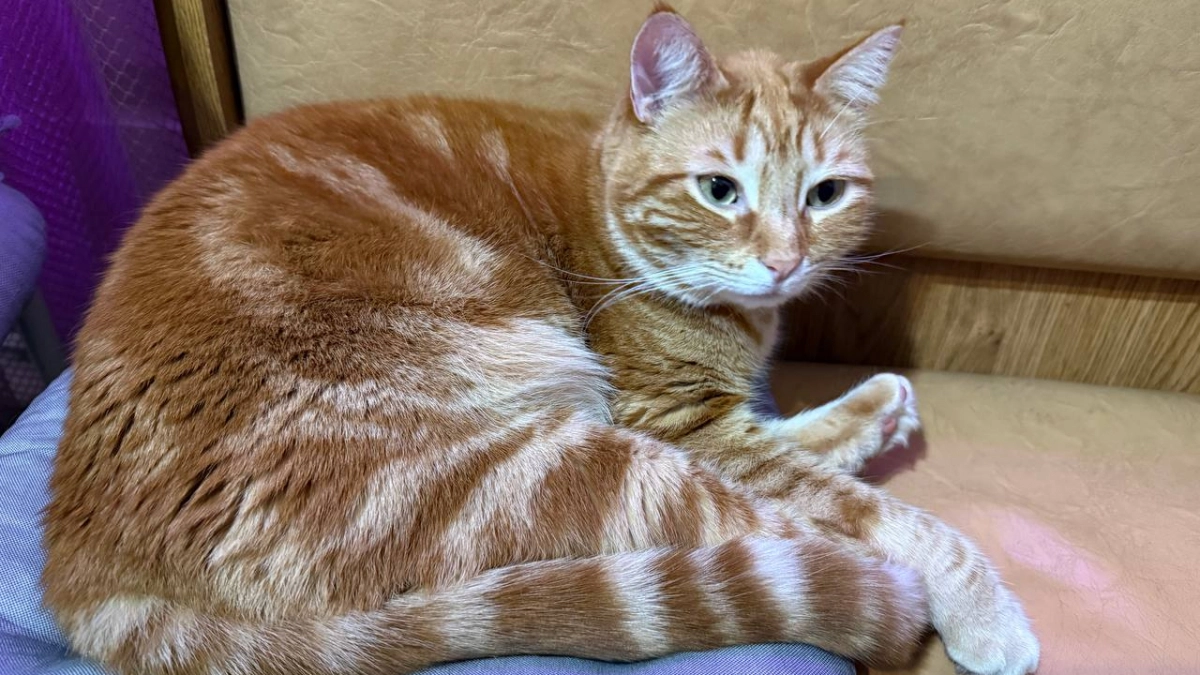 Ни шерсти, ни запаха, ни вечных счетов от ветеринара: 4 породы кошек созданы для перфекционистов