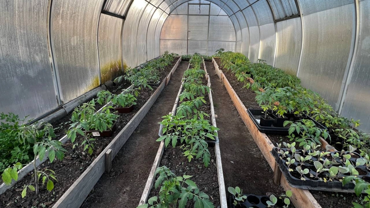 Многие дачники брезгуют, а зря: дешёвое средство из СССР для взрывного роста рассады — всего 2 ложки на литр воды