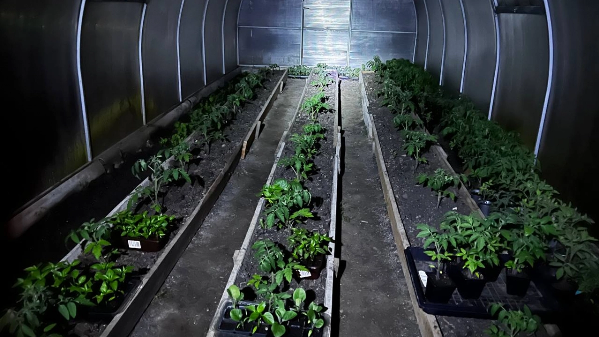 Не ждите, пока рассада ляжет: при появлении первых листочков сразу дайте ей этот раствор