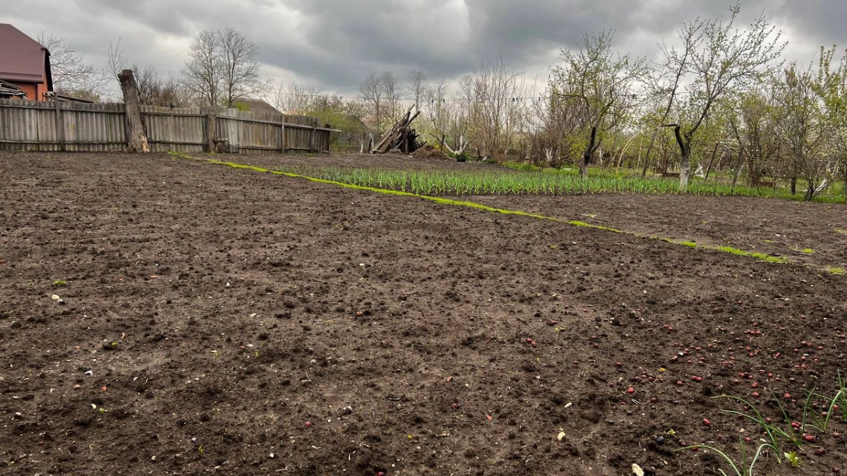 Что срочно посеять на рассаду в марте: список культур для богатого урожая