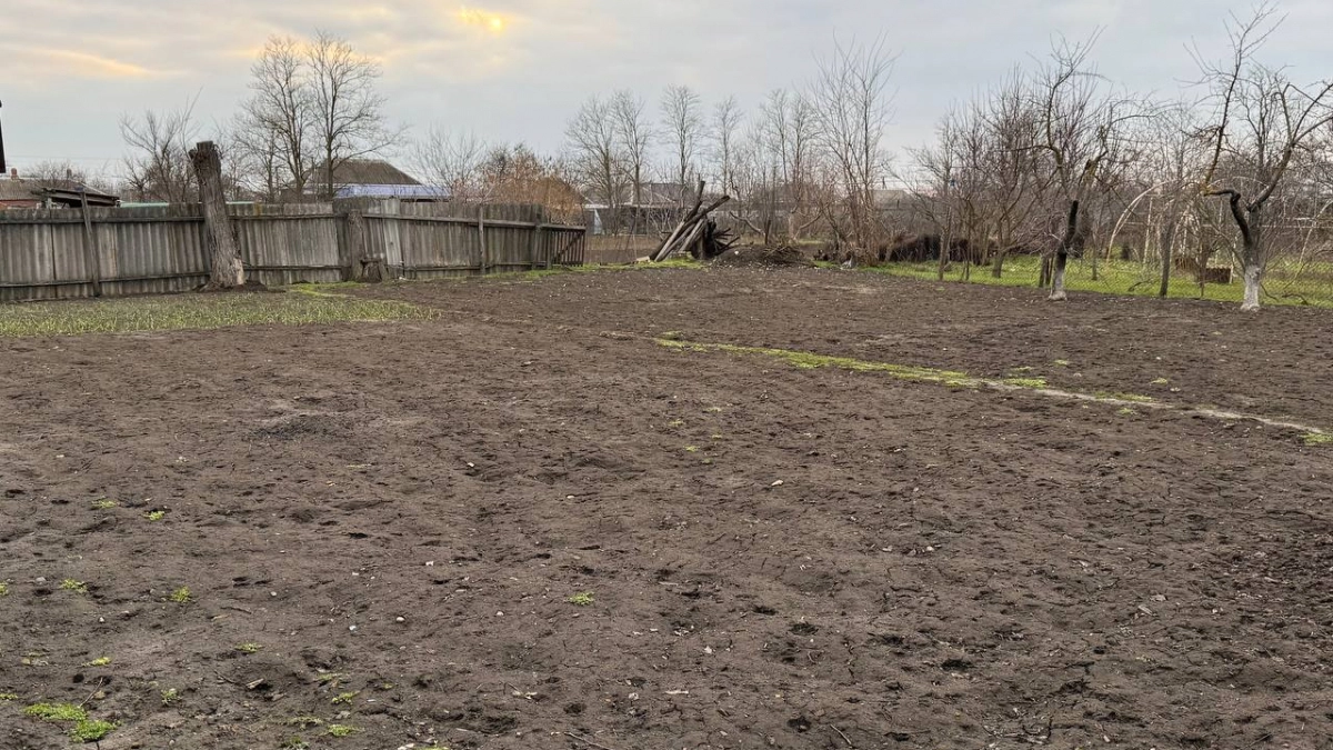 Бабушкин секрет: три крупы, которые заменяют тонну навоза. Раскидываю по снегу и забываю про удобрения