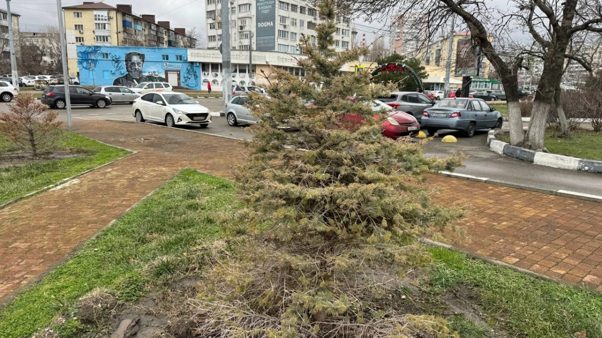 День сурка в Новороссийске: на центральной аллее снова высадили ели, которые не приживаются и регулярно засыхают в южном климате 