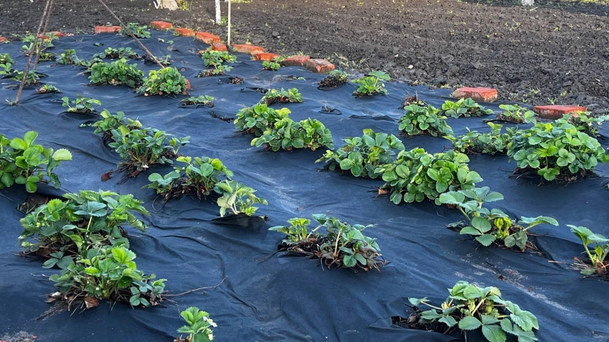 У соседей грядки пустые, а у вас — ягод девать некуда: 5 самых вкусных сортов клубники для позднего сбора 