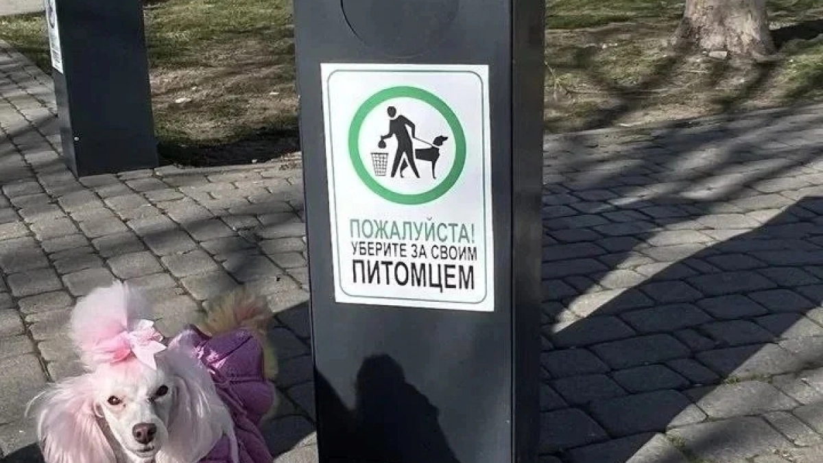 В Новороссийске на набережной появились догбоксы: список адресов 