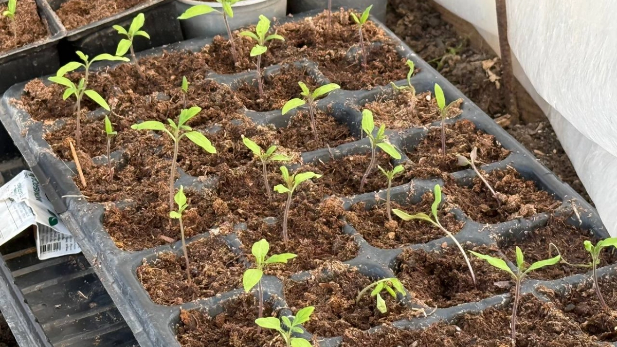 Хватит травить рассаду: агрономы назвали точные даты первой подкормки для каждой культуры