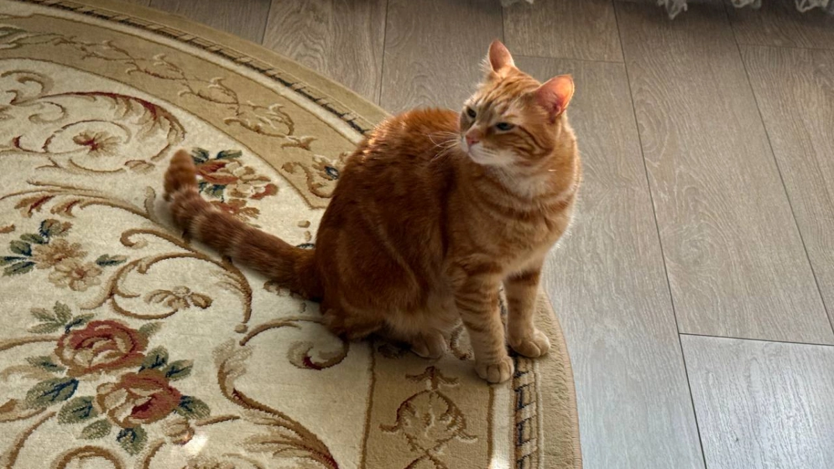 Две кошки и собака дома, а шерсть на полу — редкость: хозяйка раскрыла 3 секрета, которые изменят вашу уборку