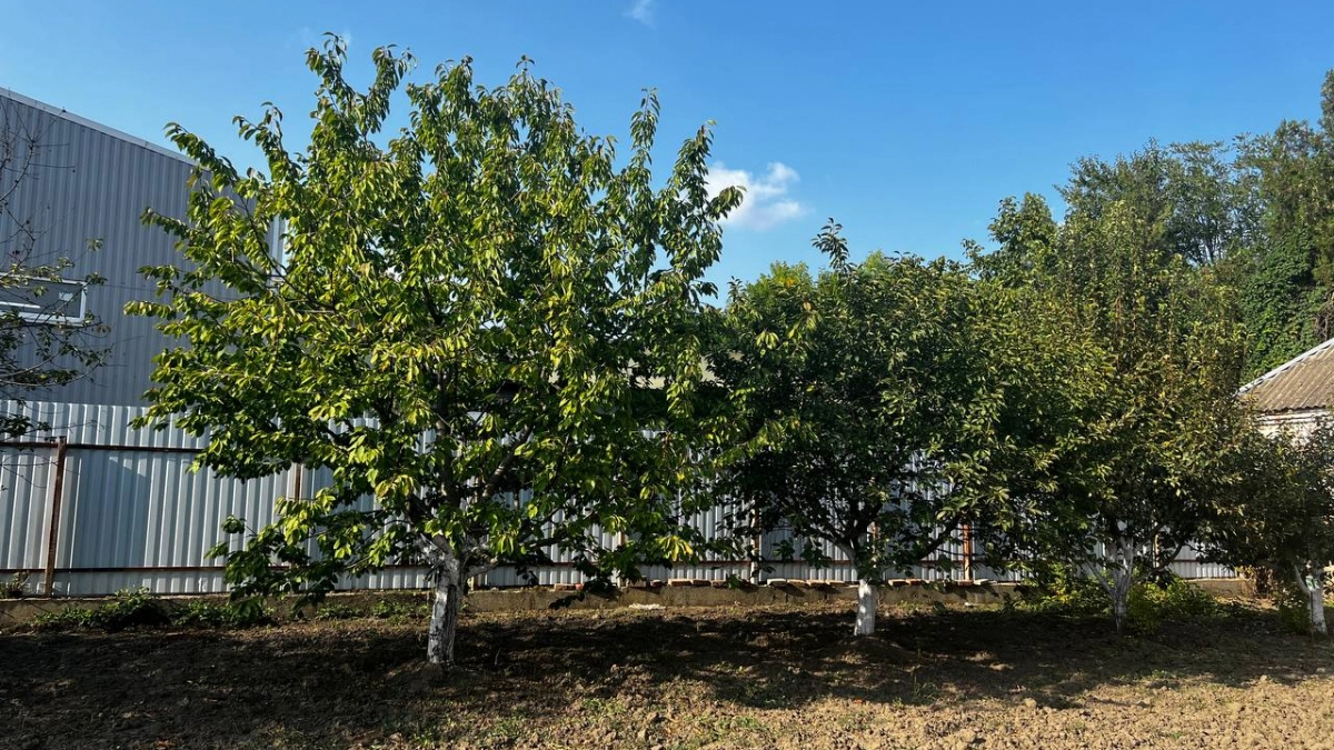 Топлю сад уже 20 лет, пока сосед не открыл глаза: 1 мартовская подкормка вместо полива творит чудеса