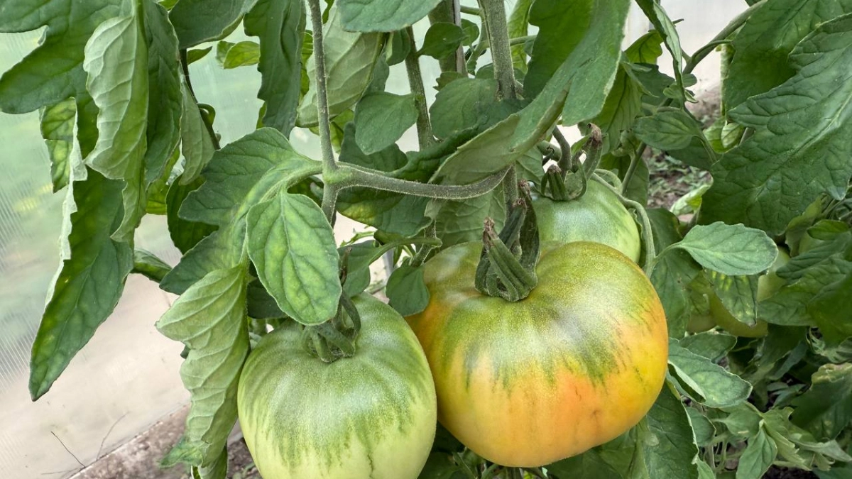 Эти 5 помидоров хоть в космос отправляй: сорта с крепчайшим иммунитетом — фитофтора их сама боится 