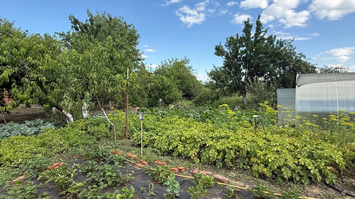 Картошку — в утиль: дачники массово засаживают грядки тем, что выгоднее и легче