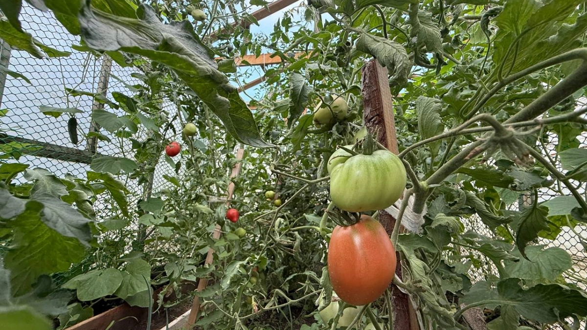 Дачники, это не помидор, а конфетка: сладкие, крупные, и по 15 кг с каждого куста