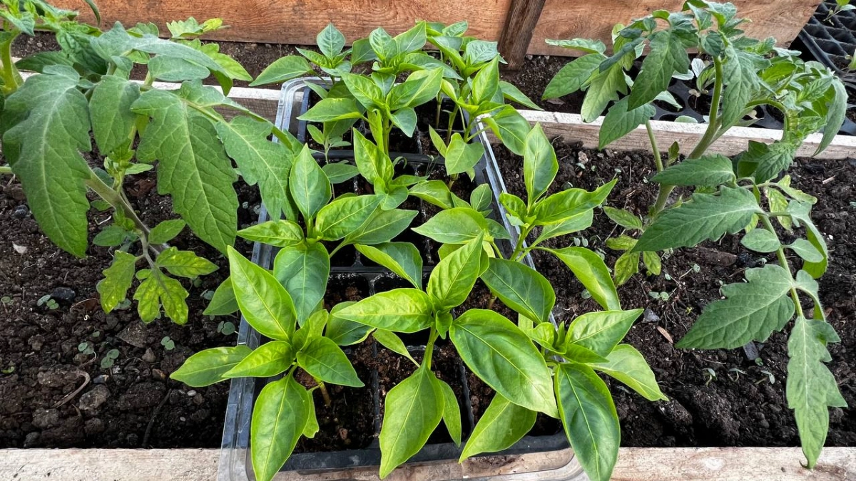 Тащу с кухни ложку и бегу к рассаде: перцы после пикировки не морщатся и растут как на дрожжах