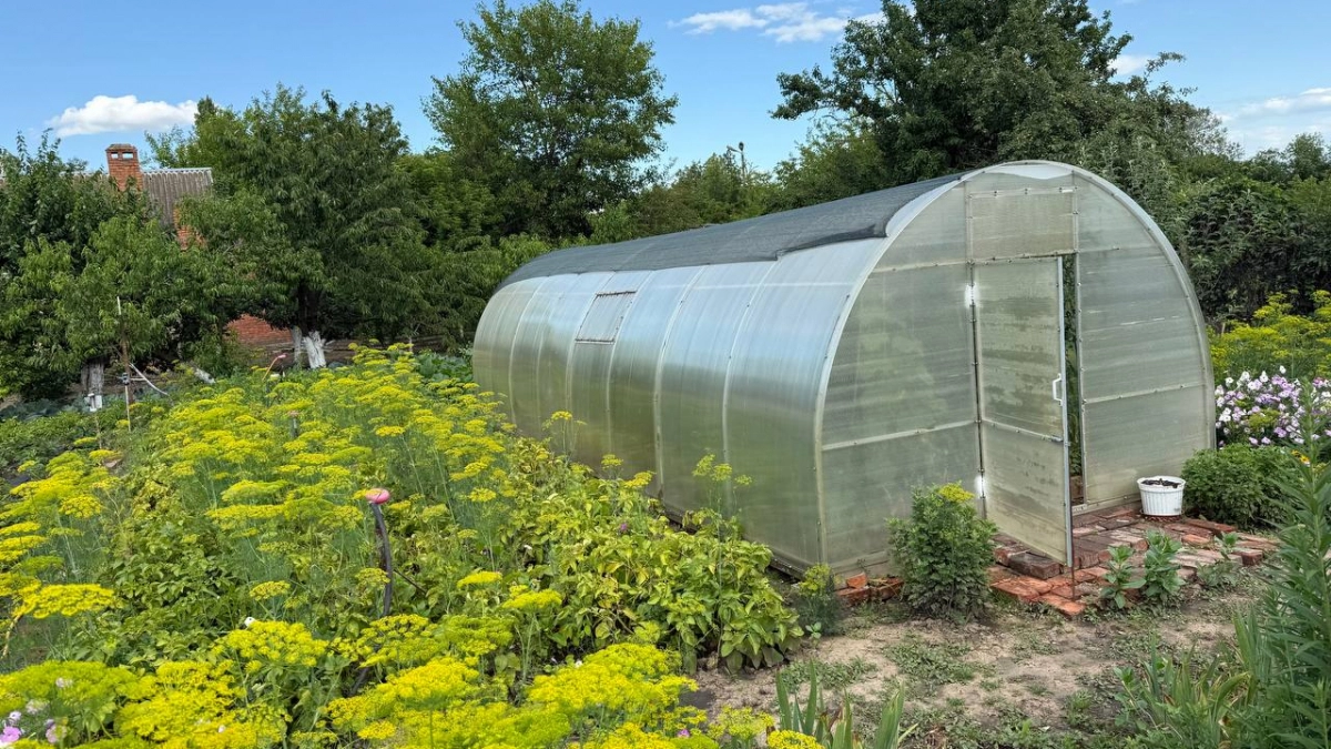 Выкиньте этот пожелтевший пластик: чем заменить поликарбонат в теплице, чтобы забыть про ремонт на 20 лет