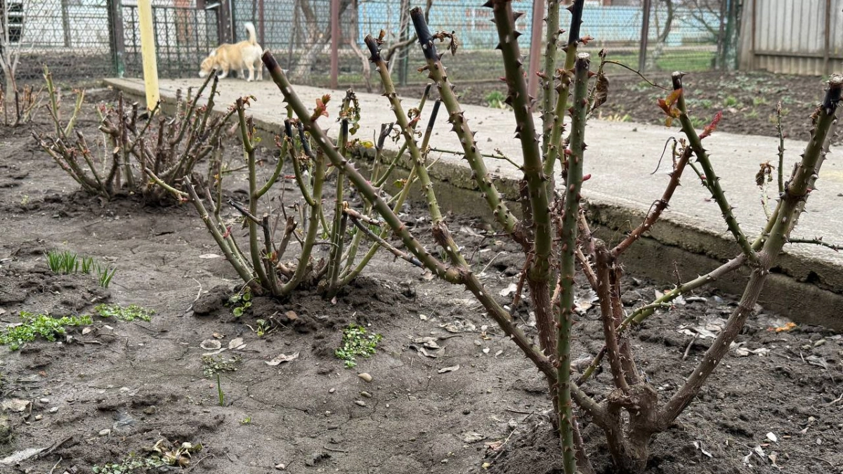 Бросил это между грядок и забыл про сорняки: рабочий способ