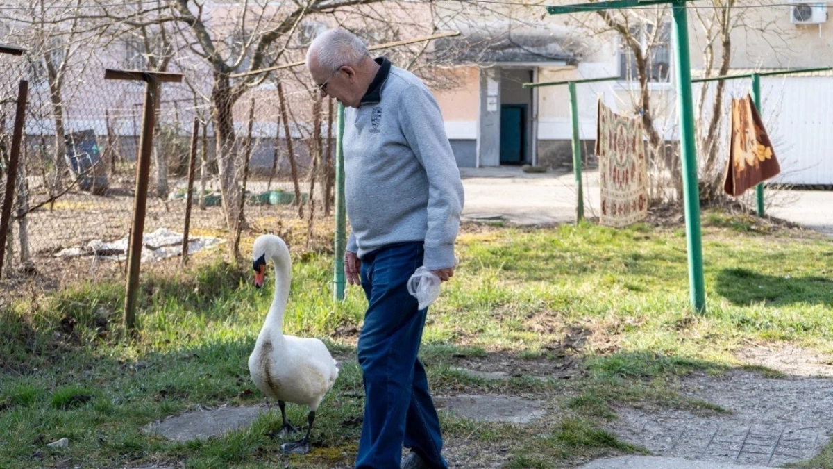 Дружба птицы и человека: лебедь Гоша из Абрау-Дюрсо под Новороссийском каждое утро встречает своего товарища – пенсионера у подъезда