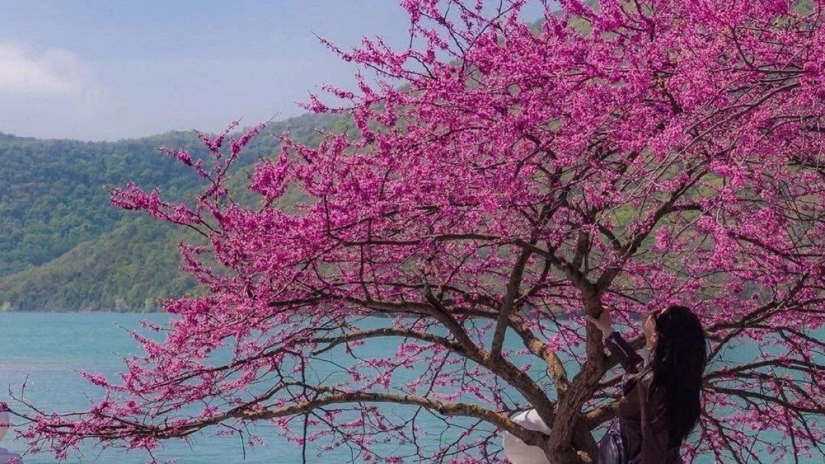 Врывайтесь в весну! Календарь цветения в Новороссийске и окрестностях на апрель: где и когда искать красивые локации для фотосессий 