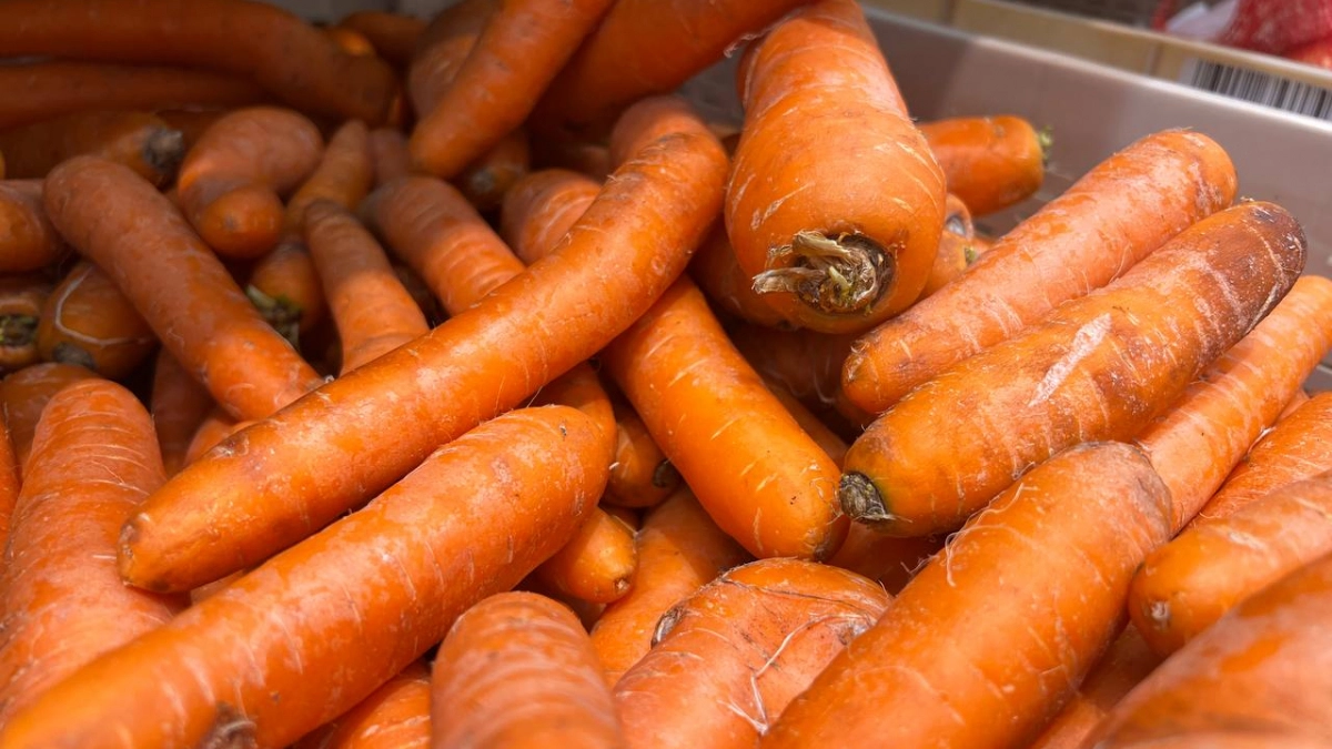 Носок в землю на 2 дня — и морковь всходит ковром: никакой «химозы» и сплошной крупняк без проплешин