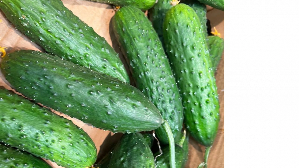 Сажаю только эти два сорта огурцов: хрумкаю сочными зеленцами уже в июне — и никакой магии