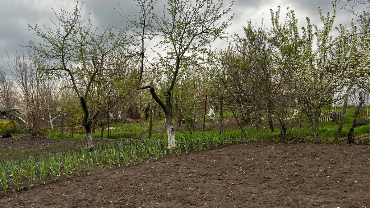 Как только снег сошёл — пора сеять: 6 холодостойких культур для раннего старта без рассады