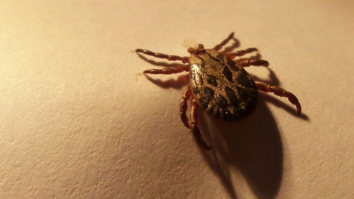 2 пшика — и клещи разбегаются: домашний спрей из этого цитруса, который работает лучше магазинных репеллентов