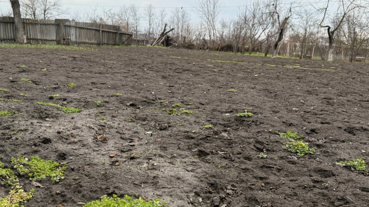 Вместо тонны навоза — пузырек за копейки: как я проливаю грядки этим раствором и земля становится черноземом