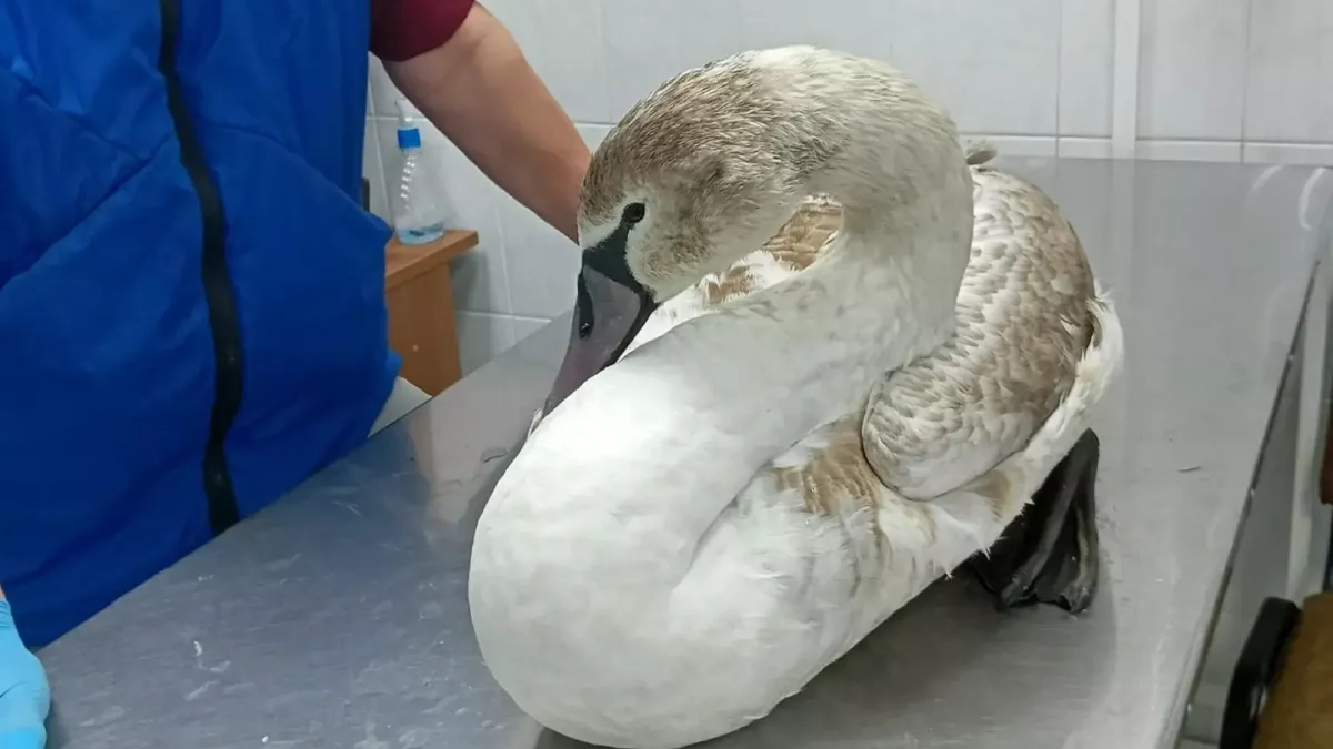 Обессиленный голодом и пухопероедами: в Геленджике спасли редкого лебедя