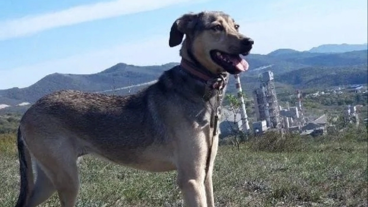 Собаку, нападавшую на людей в поселке Борисовка под Новороссийском, забрали зооволонтеры