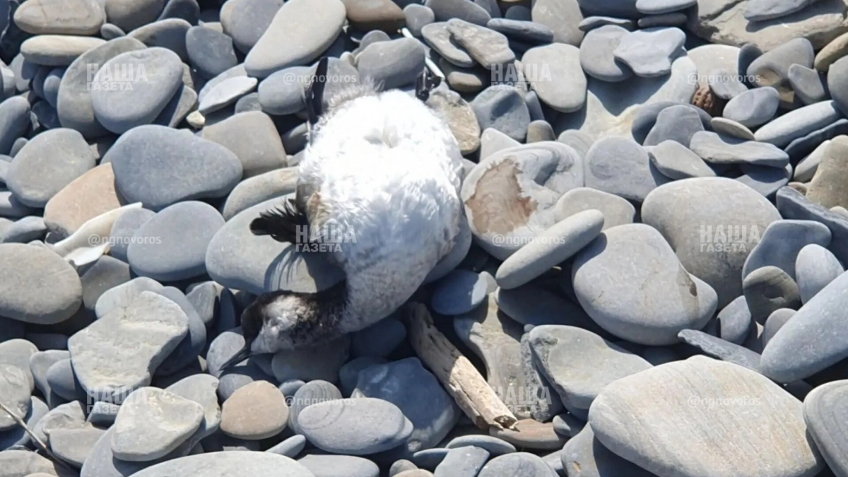 На пляжах Новороссийска много мазутных пятен и мертвых птиц: горожане бьют тревогу