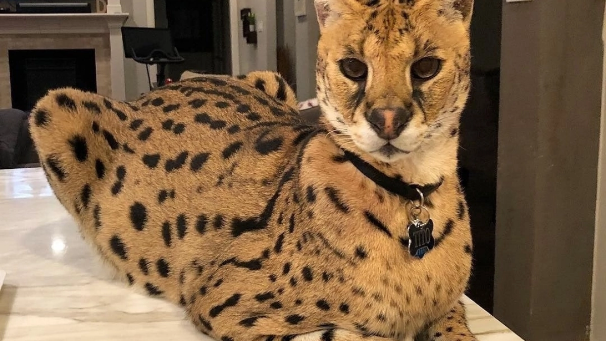 Сервал под прикрытием: сочинские таможенники не пустили хищника в Мексику 