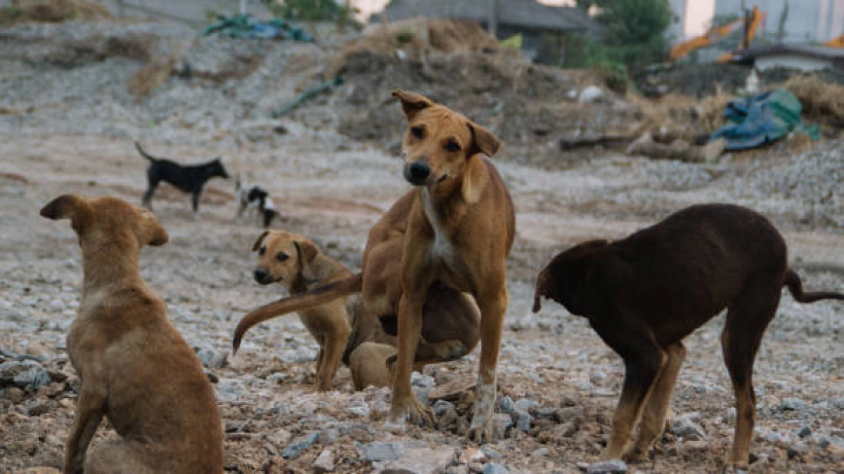 Более 12 миллионов рублей потратят в Новороссийске на отлов бездомных собак 