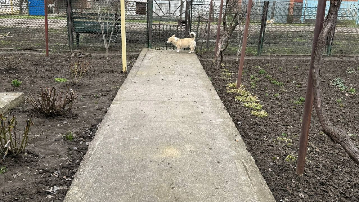 Забудьте про доски и плитку: эта дорожка своими руками пролежит 100 лет и выглядит прекрасно