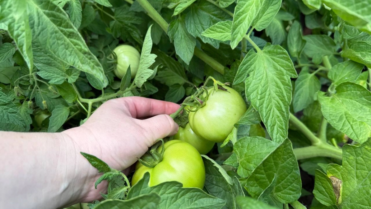 Худшие сорта томатов — даже не тратьте на них время: на вкус никакие и мелкие — собираю урожай и плачу