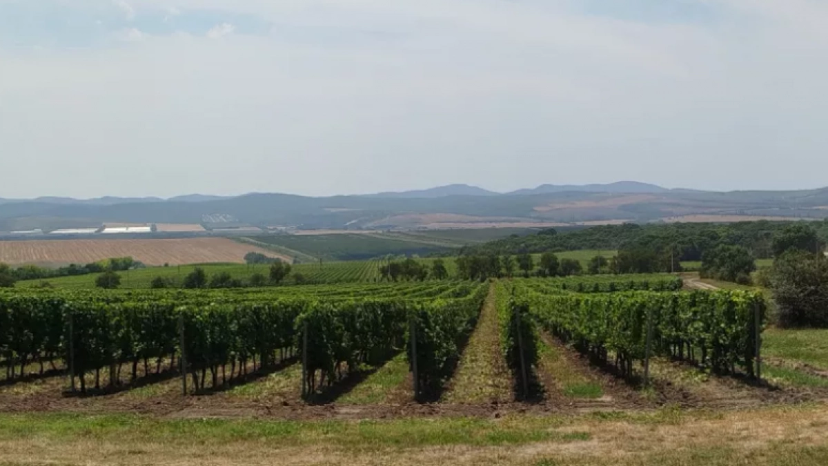 Новороссийские винодельни приняли около 300 тысяч туристов в 2025 году (18+) 