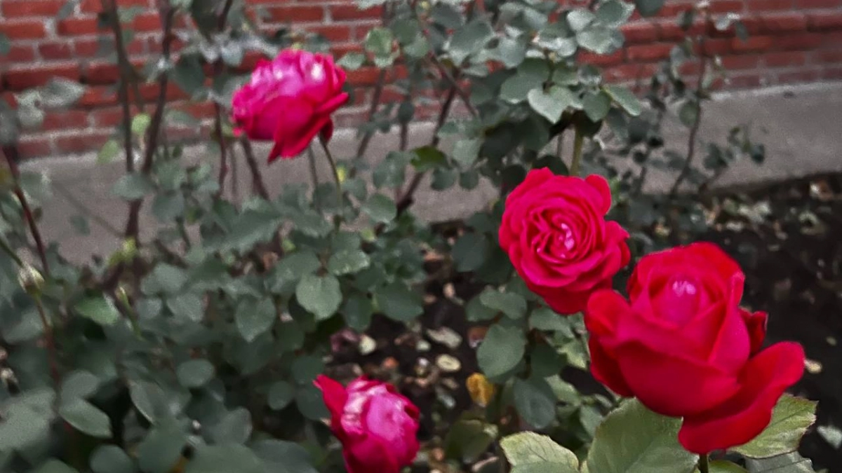 Закапываю 1 банку при посадке, и роза цветет до ноября: даже на зиму не укрываю